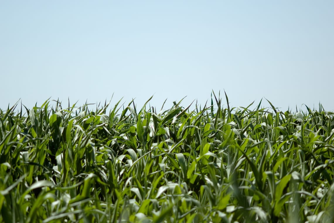 Corn Fields