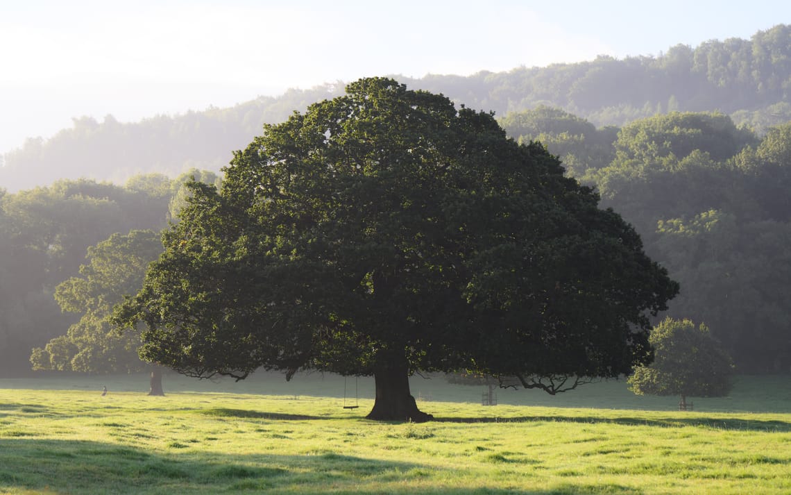 My Favourite Tree