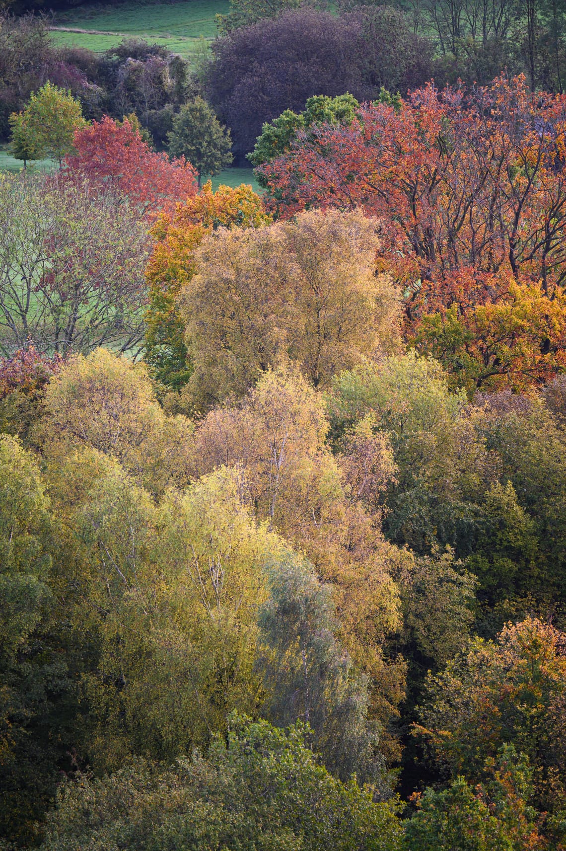 Colours Of Autumn