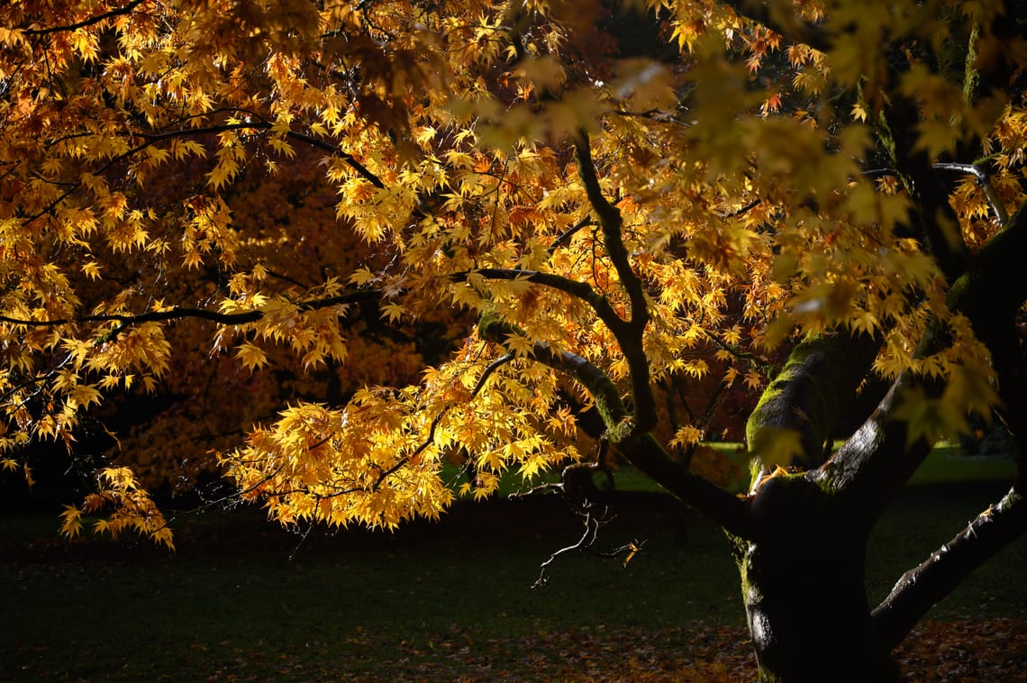 Yellow Highlights