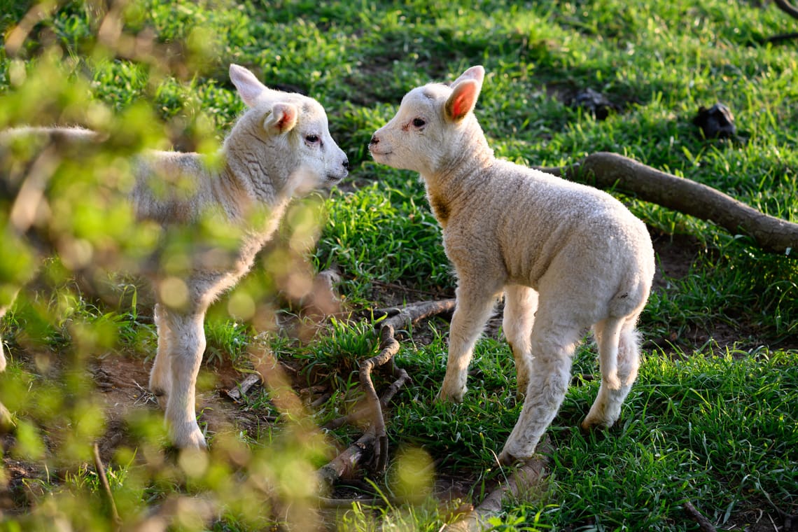 Local Residents
