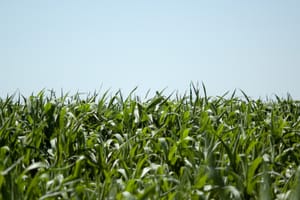 Corn Fields