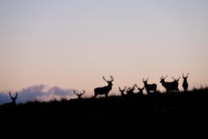The Herd