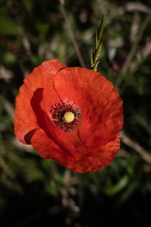Poppy