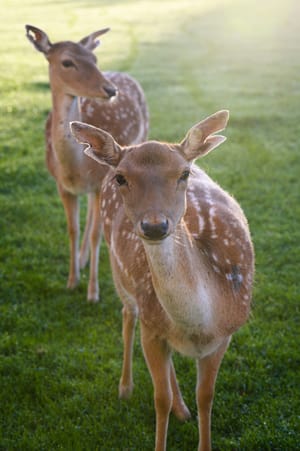 New Friends
