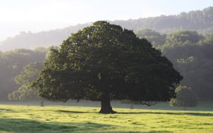 My Favourite Tree