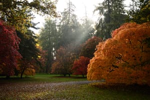 The Arboretum