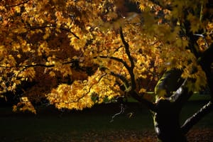 Yellow Highlights