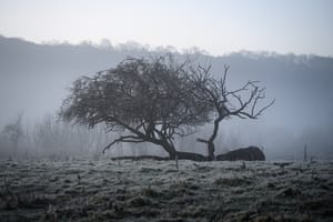 Surrounded By Frost