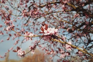 Spring